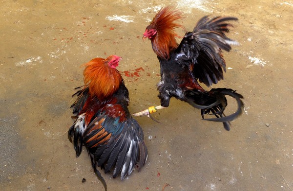 Perjalanan Sabung Ayam: Dari Warisan Budaya ke Hiburan Digital